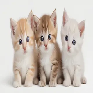 kittens transparent background