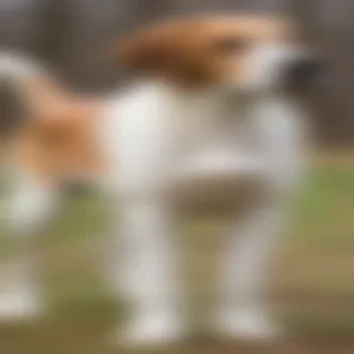 american lab foxhound