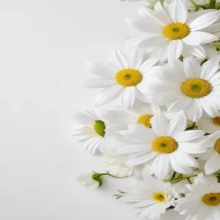 white flowers on white background