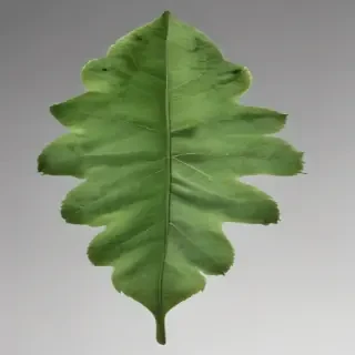 green leaf png