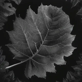 leaf in black and white