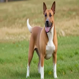 bossie dog breed