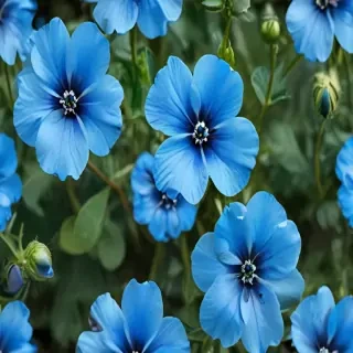 transparent blue flowers