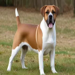 bossie dog breed