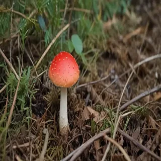 red mushroom