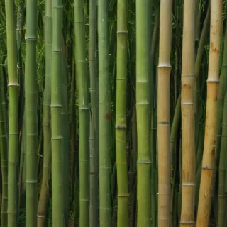 bamboo background