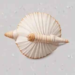 seashell png