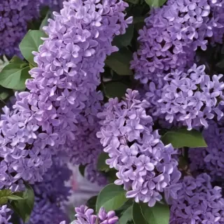 aesthetic lilac wallpaper