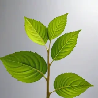 transparent plant