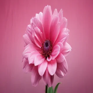 pink wallpapers for iphone