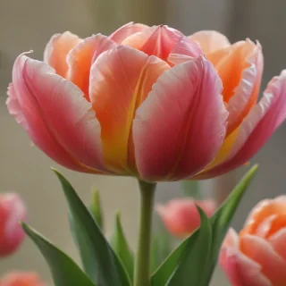 tulip flower