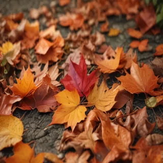 autumn leaves iphone wallpaper