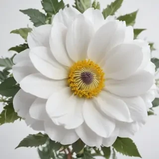 white background flower