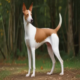 ibizan hound dog breed