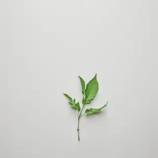 green on white background