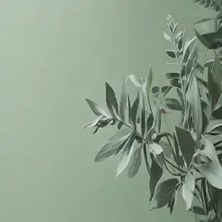 sage green aesthetic background