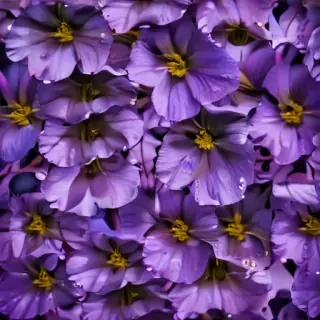 purple flowers background