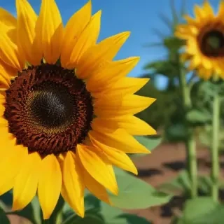 aesthetic sunflower