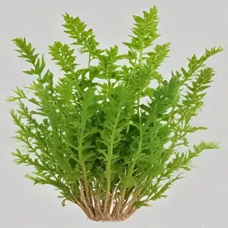 seaweed png