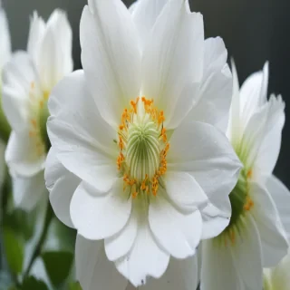 iphone white flower wallpaper