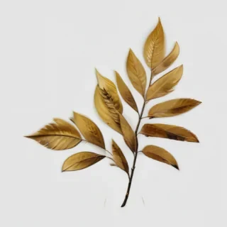 leaves png transparent