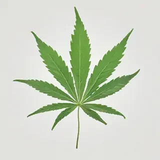 marijuana leaf transparent background