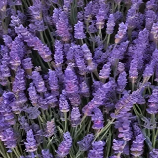 lavender phone background
