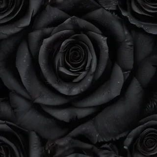 black roses background