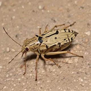 locust bug