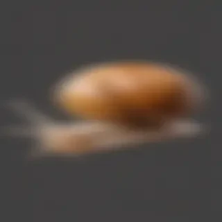 snail png