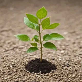 seedling png