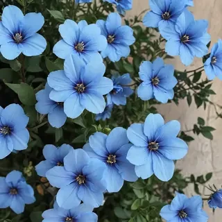 aesthetic blue flowers