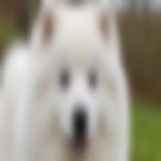 samoyed dog