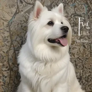 chantilly tiffany breed