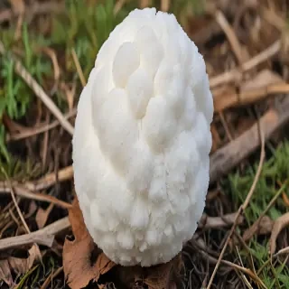 puffball mushroom