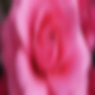hot pink wallpaper for iphone