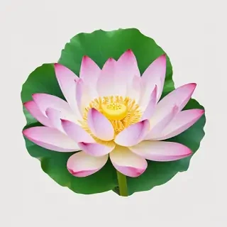 lotus flower png