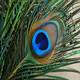 peacock feather images