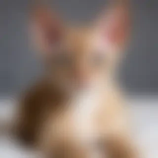 devon rex cat breed