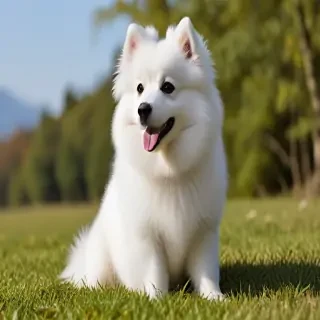 japanese spitz dog breed