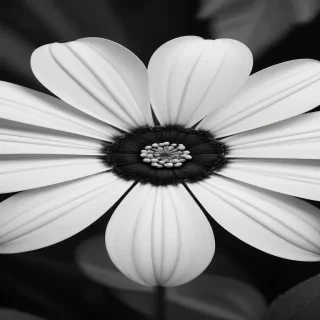 black and white flower