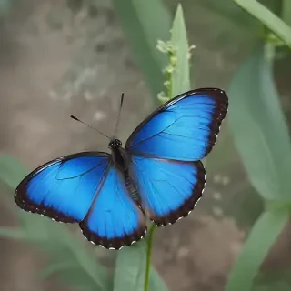 blue butterfly