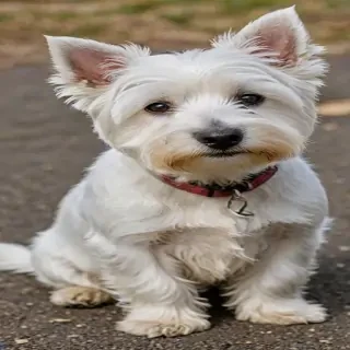 west highland white terrier