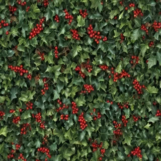 images of holly