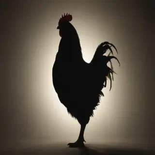 silhouette of a chicken