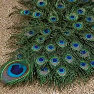 peacock feather images