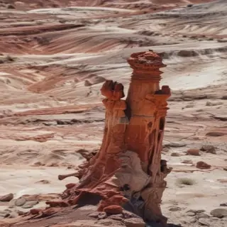 petrified forest