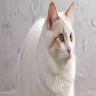 aegean cat breed