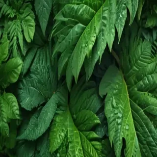 iphone wallpaper green