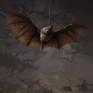 pics of halloween bats
